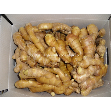 Half dried ginger from Anqiu